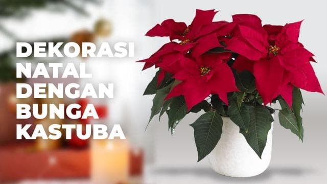 Dekorasi Natal dengan Bunga Kastuba