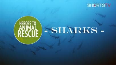 Sharks | Rated : PG-13